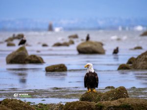 240610-JJS-A1-WA-Point-Roberts-00663