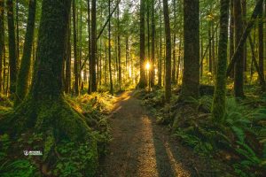 241021-JJS-LI-BC-Vancouver-Island-San-Josef-Bay-08803